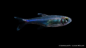 Blaue Perusalmler schwimmen im Aquarium