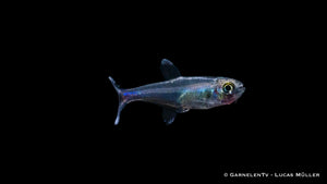Knodus borki in natürlicher Aquariumumgebung