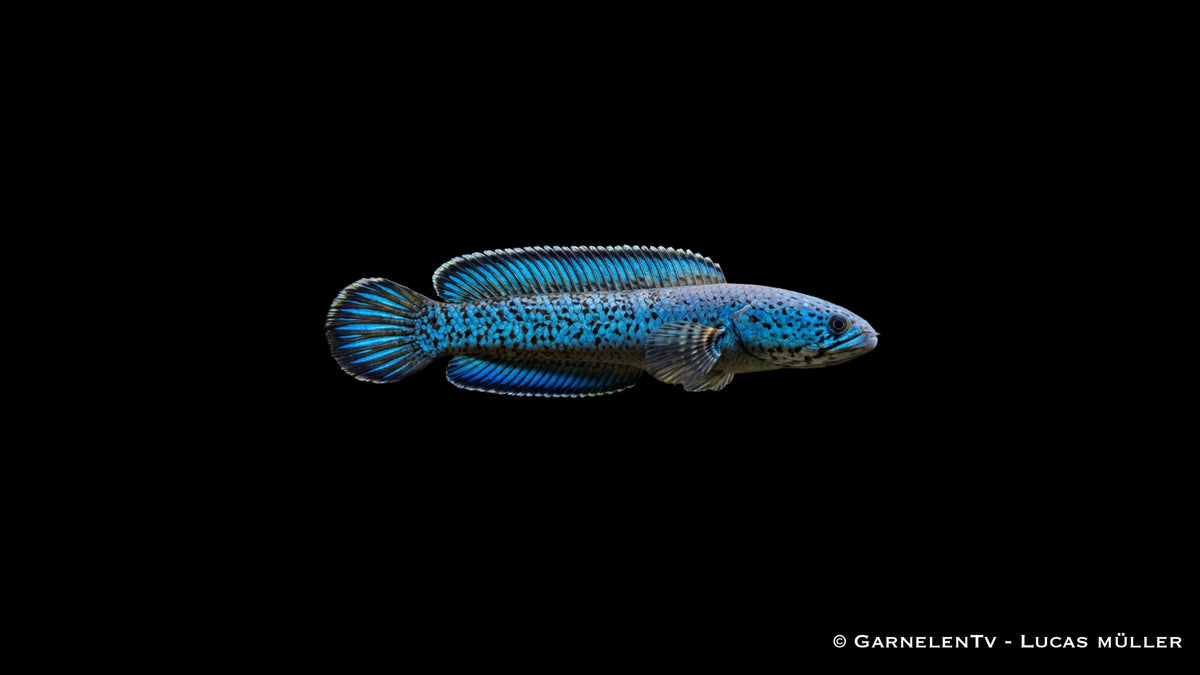 Blauer Schlangenkopffisch Channa andrao mit leuchtend blauer Färbung im Aquarium