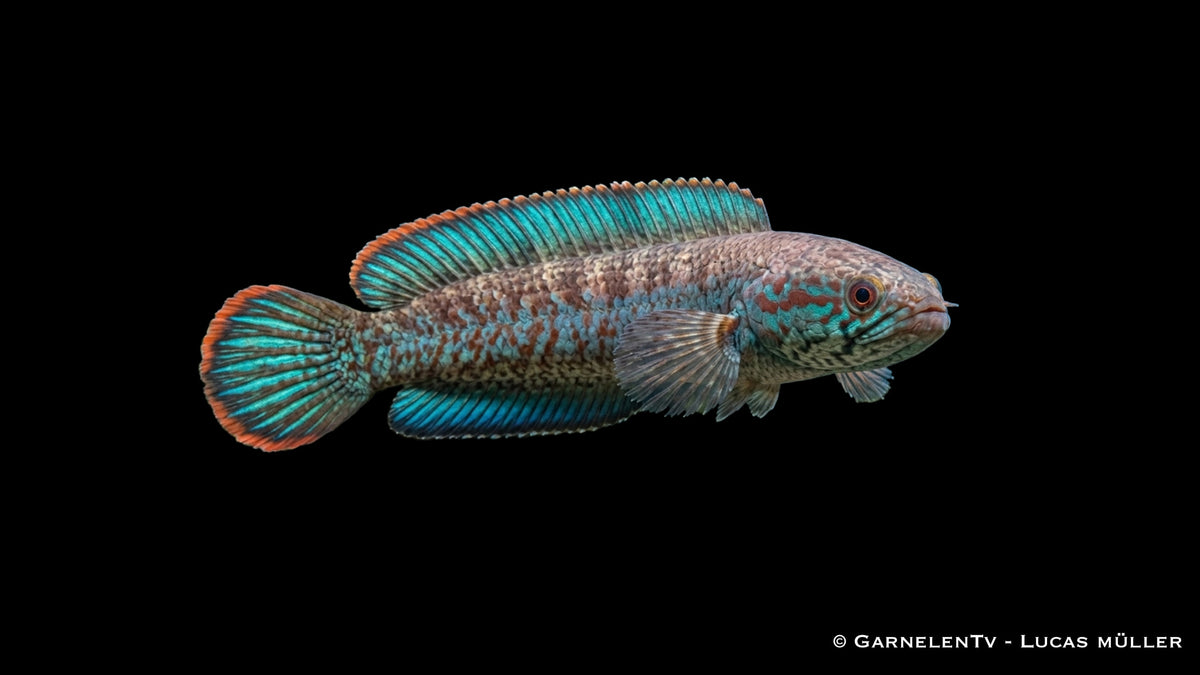 Channa andrao Männchen zeigt seine intensive Blaufärbung an einer Wurzel
