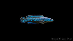Blauer Schlangenkopffisch Channa andrao mit leuchtend blauer Färbung im Aquarium