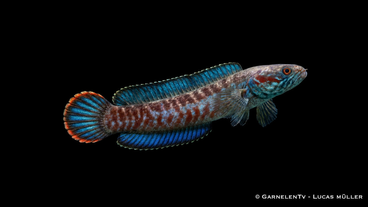 Paar Blaue Schlangenkopffische beim Bewachen ihres Reviers im Aquarium
