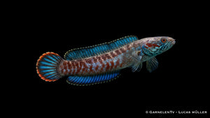 Paar Blaue Schlangenkopffische beim Bewachen ihres Reviers im Aquarium
