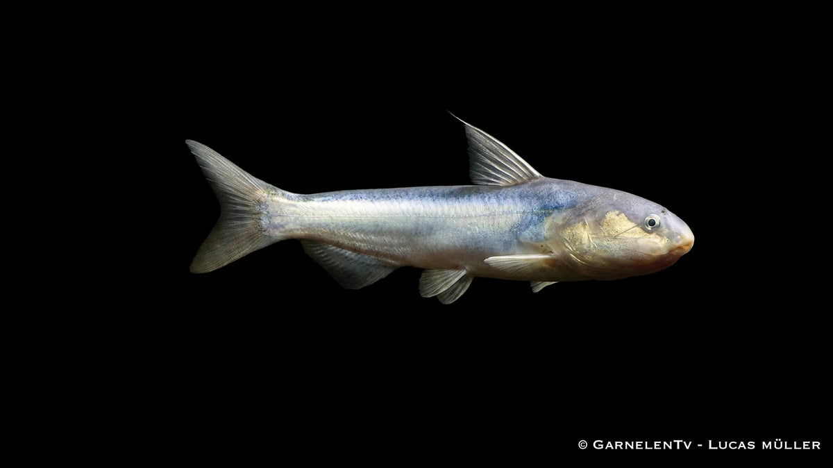 Blauer Walwels Cetopsis coecutiens mit langgestrecktem Körper und glatter Haut im Aquarium