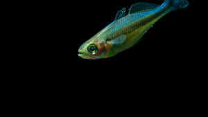 Leuchtend blauer Regenbogenfisch im Aquarium