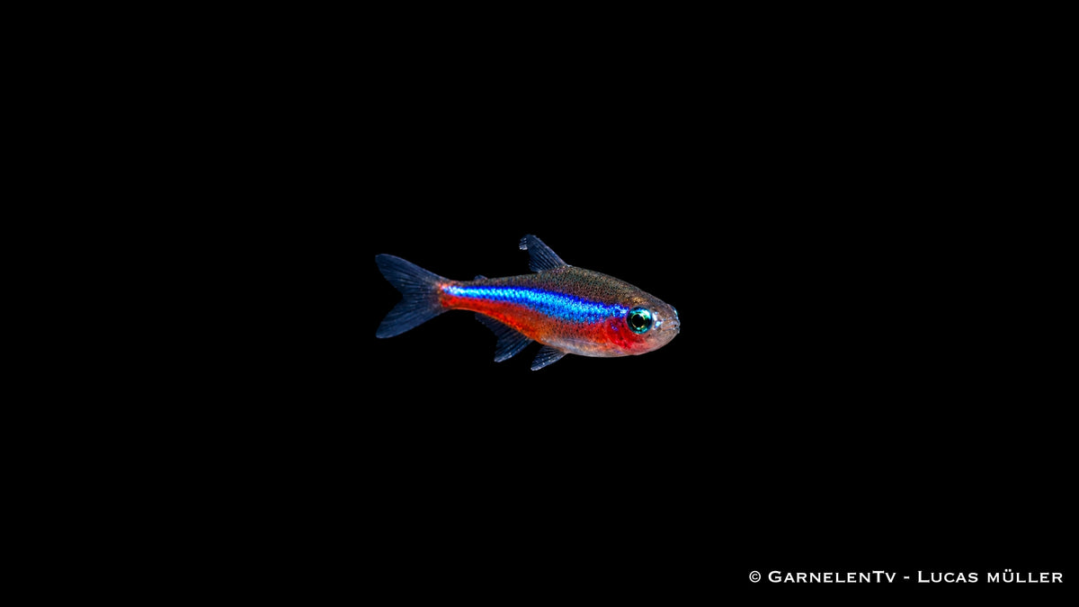 Blauer Neon - Paracheirodon simulans