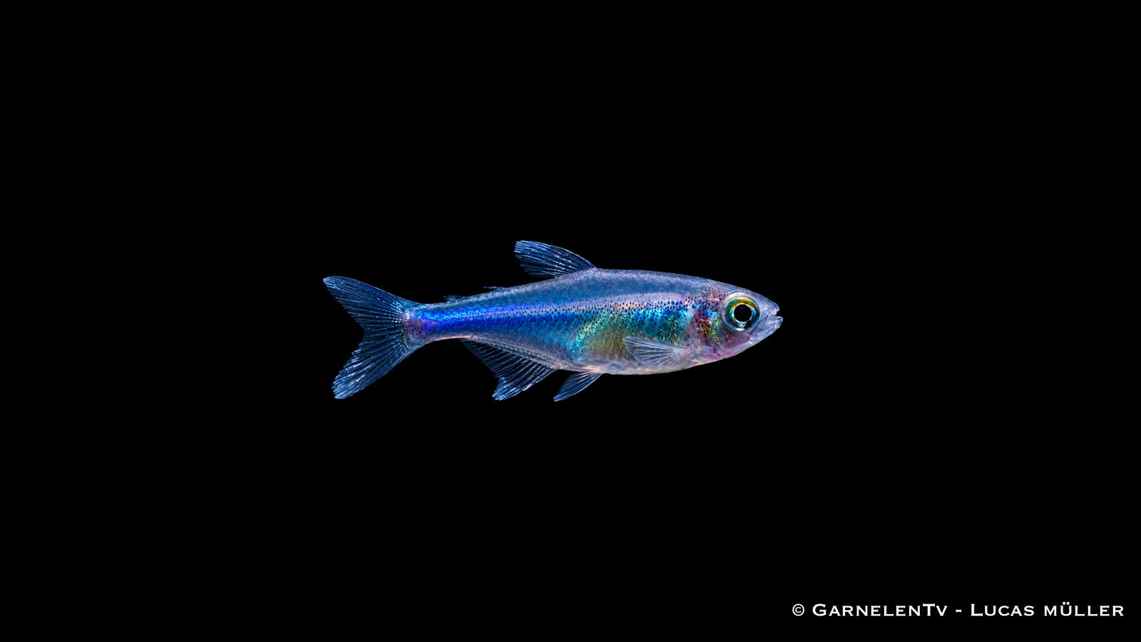 Blauer Perusalmler - Knodus borki