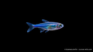 Blauer Perusalmler - Knodus borki