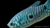 Fadenfisch blau - Trichogaster trichopterus