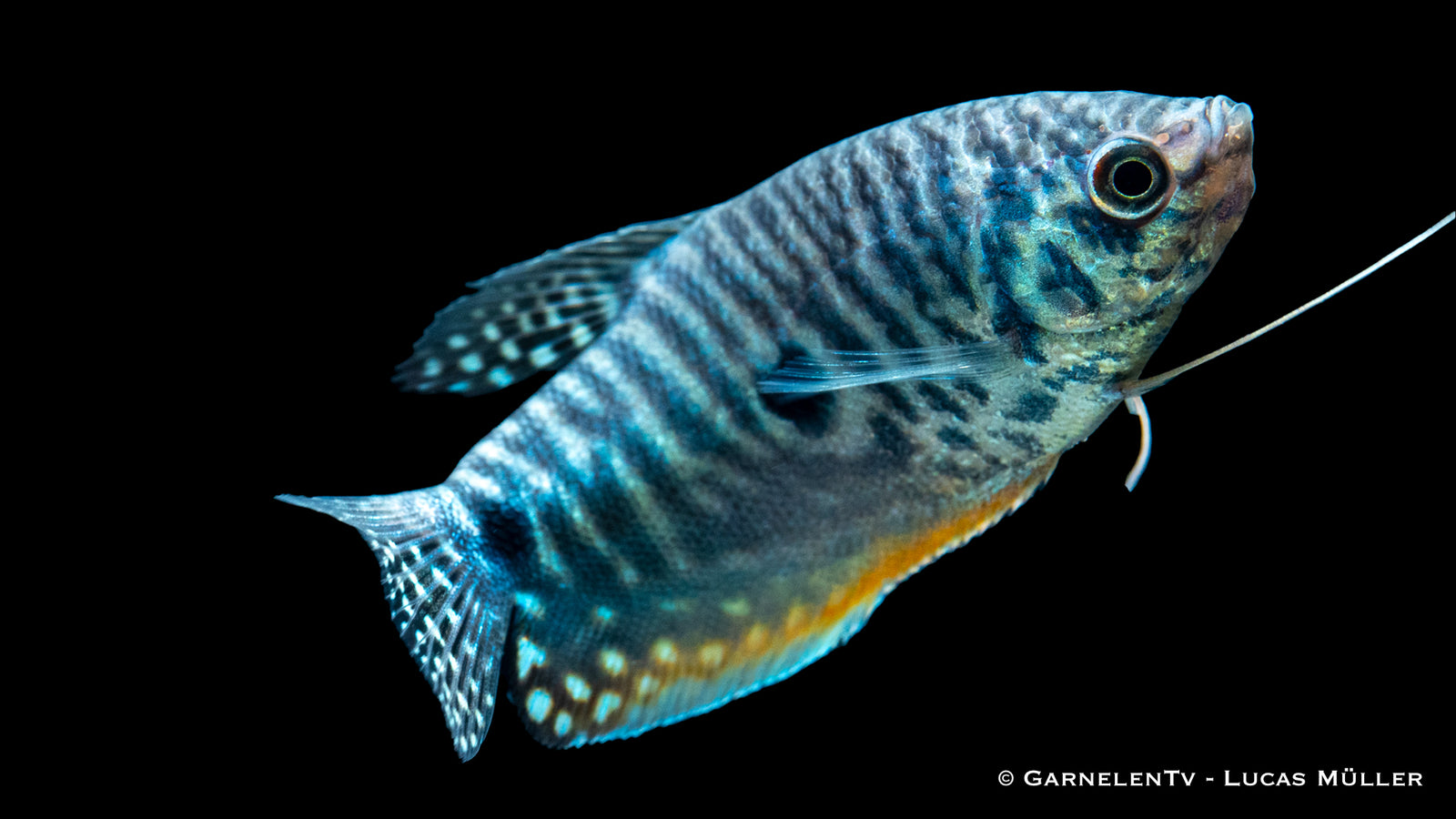 Blauer Fadenfisch Trichogaster trichopterus im Aquarium