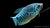 Blauer Fadenfisch Trichogaster trichopterus im Aquarium