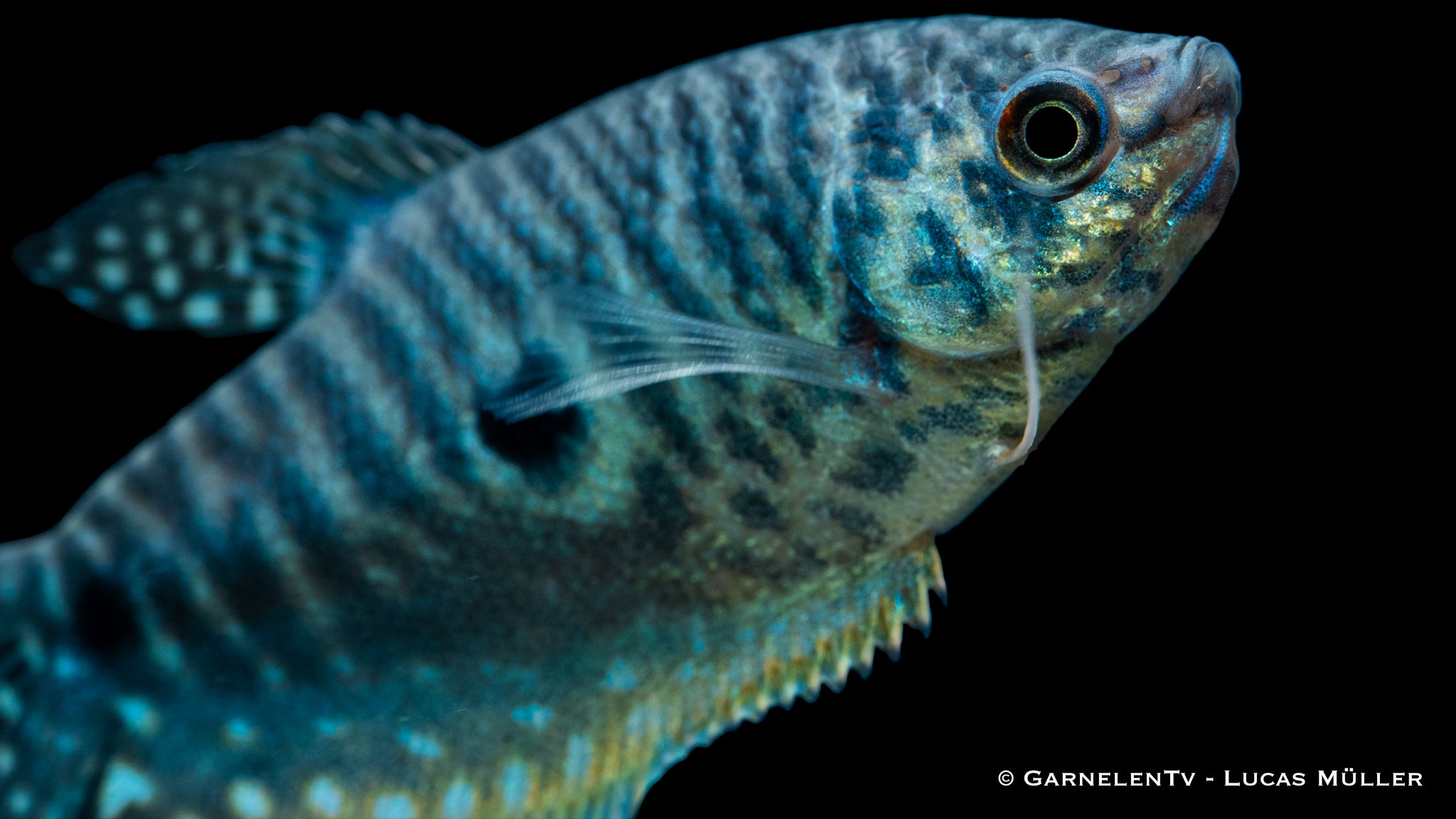 Blauer Fadenfisch mit langen Flossen und leuchtenden Farben