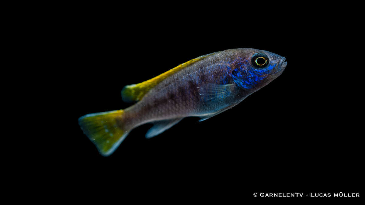 Blauer Gelbflossen-Maulbrüter – Pseudotropheus sp. Acei im Aquarium