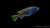 Blauer Gelbflossen-Maulbrüter – Pseudotropheus sp. Acei im Aquarium