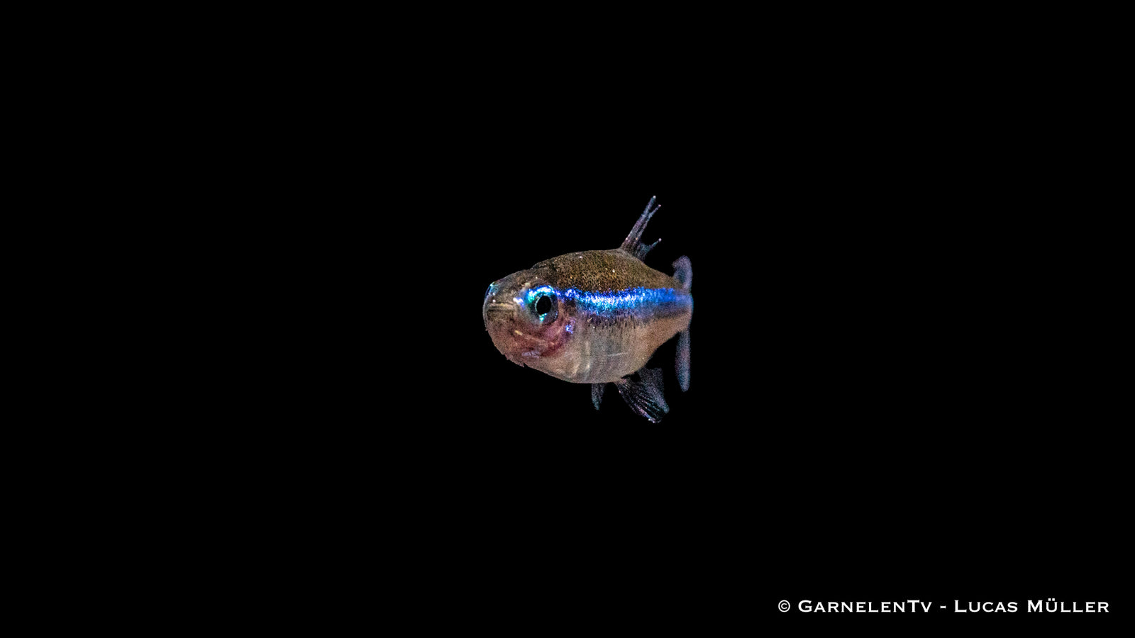 Blauer Neon Paracheirodon simulans mit blauem Streifen