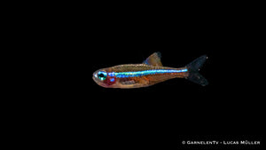 Blauer Neon mit durchgehendem blauen Strich
