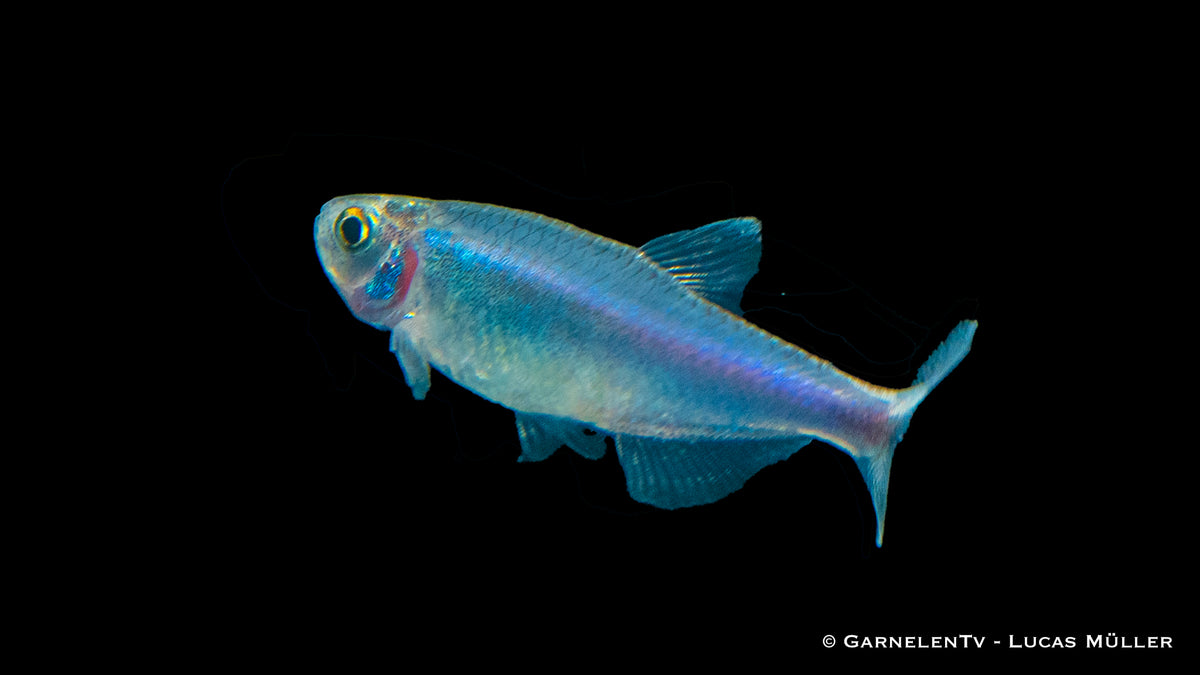 Blauer Perusalmler im Wasser bei optimalem Licht