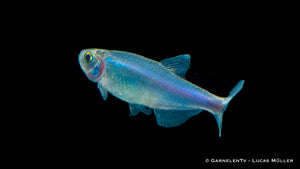 Blauer Perusalmler im Wasser bei optimalem Licht
