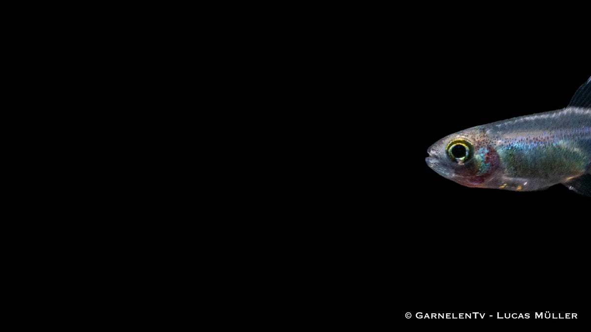 Blauer Perusalmler schwimmt friedlich im Aquarienwasser