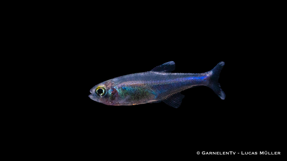 Blauer Perusalmler und Amanogarnelen in Aquariengemeinschaft