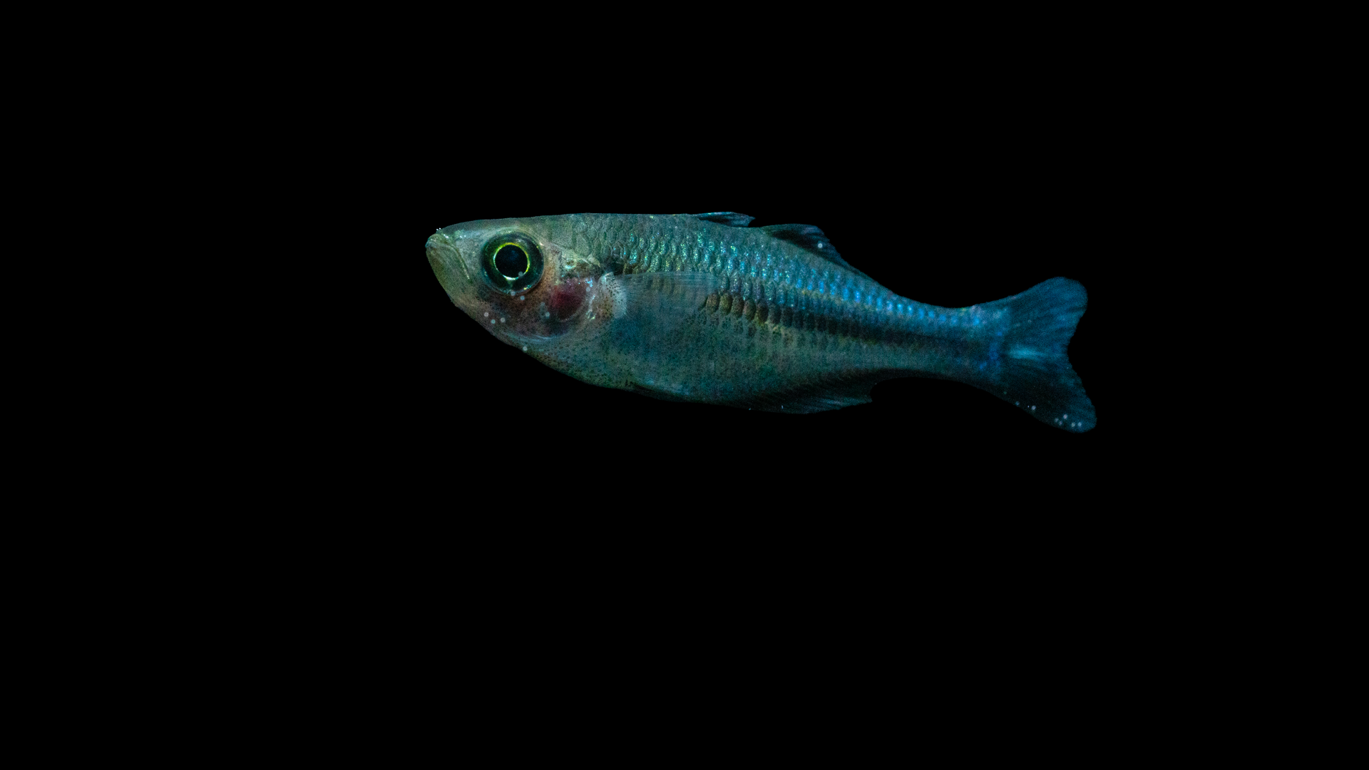 Blauer Regenbogenfisch Melanotaenia lacustris