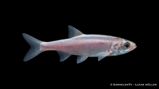 Blauorfe Leuciscus idus mit bläulich schimmernder Körperfarbe in Seitenansicht