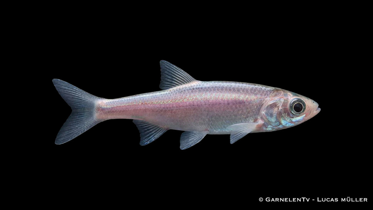 Blauorfe Leuciscus idus mit bläulich schimmernder Körperfarbe in Seitenansicht