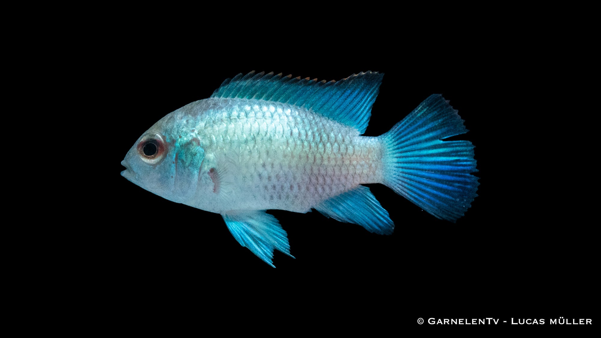 Blaupunktbarsch Neon Blau mit intensiver blauer Färbung