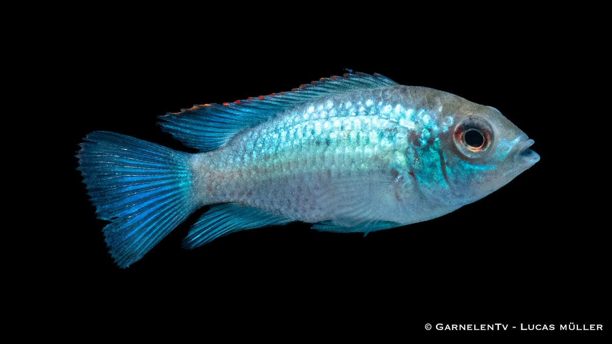 Nahaufnahme des Blaupunktbarsches Neon Blau