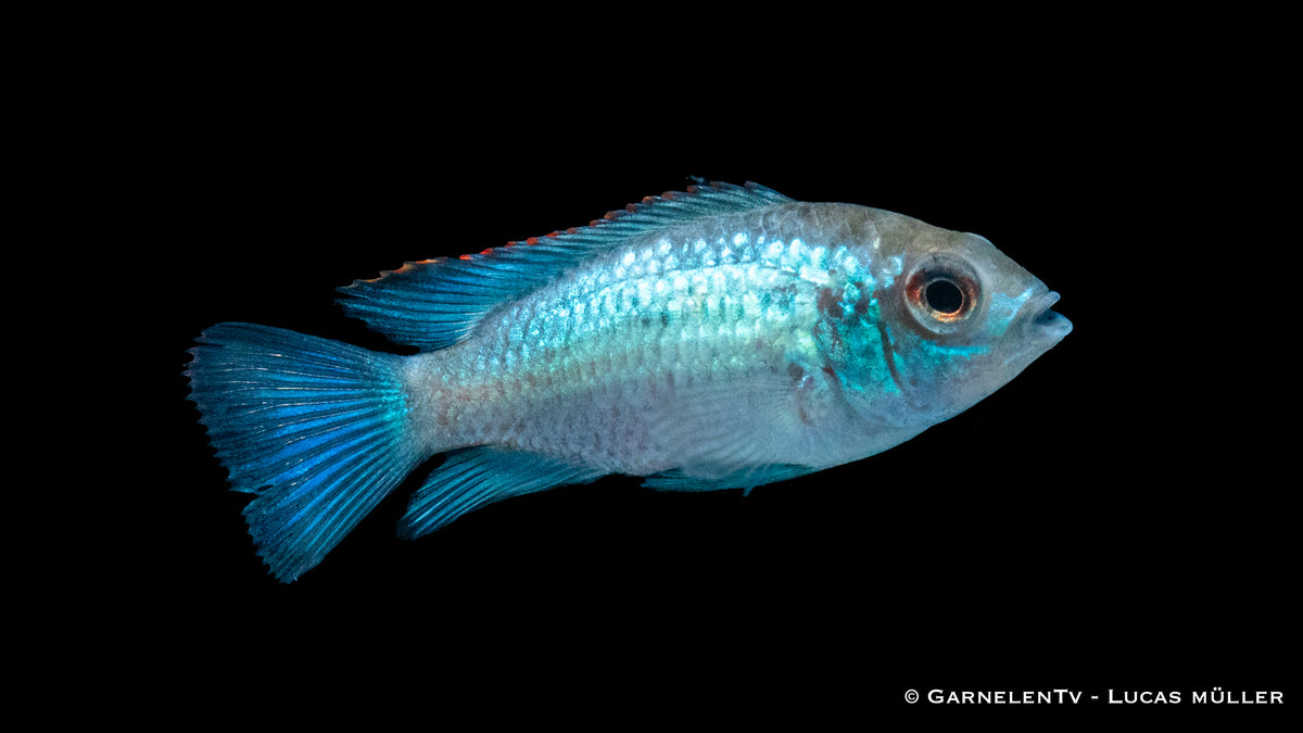 Neonblauer Blaupunktbarsch schwimmt im bepflanzten Aquarium