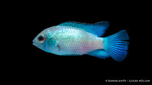 Aequidens pulcher mit schimmerndem neonartigen Aussehen