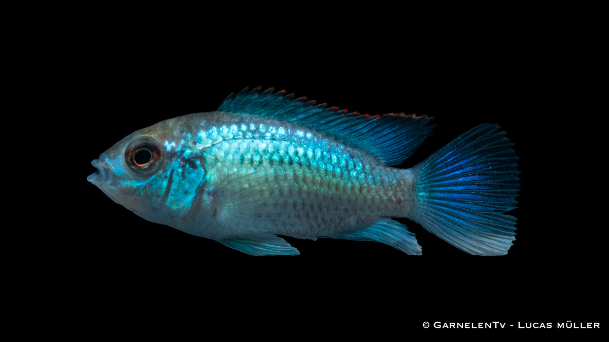 Blaupunktbarsch Neon Blau – attraktiver Cichlide für Aquarien