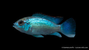 Blaupunktbarsch Neon Blau – attraktiver Cichlide für Aquarien