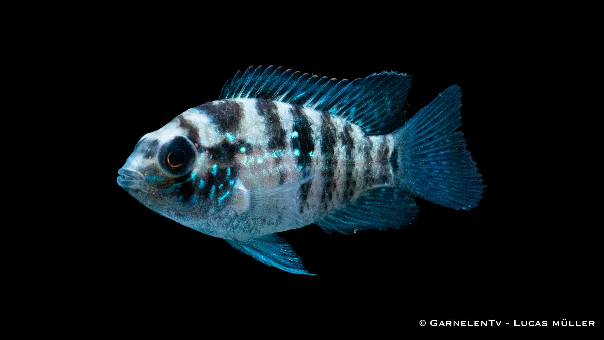 Blaupunktbuntbarsch Aequidens pulcher im Aquarium