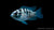 Blaupunktbuntbarsch Aequidens pulcher im Aquarium