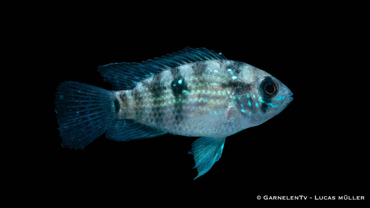 Aequidens pulcher mit auffälligen blauen Punkten