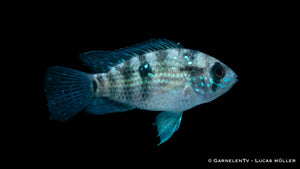 Aequidens pulcher mit auffälligen blauen Punkten