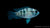 Blaupunktbuntbarsch Aequidens pulcher im Aquarium