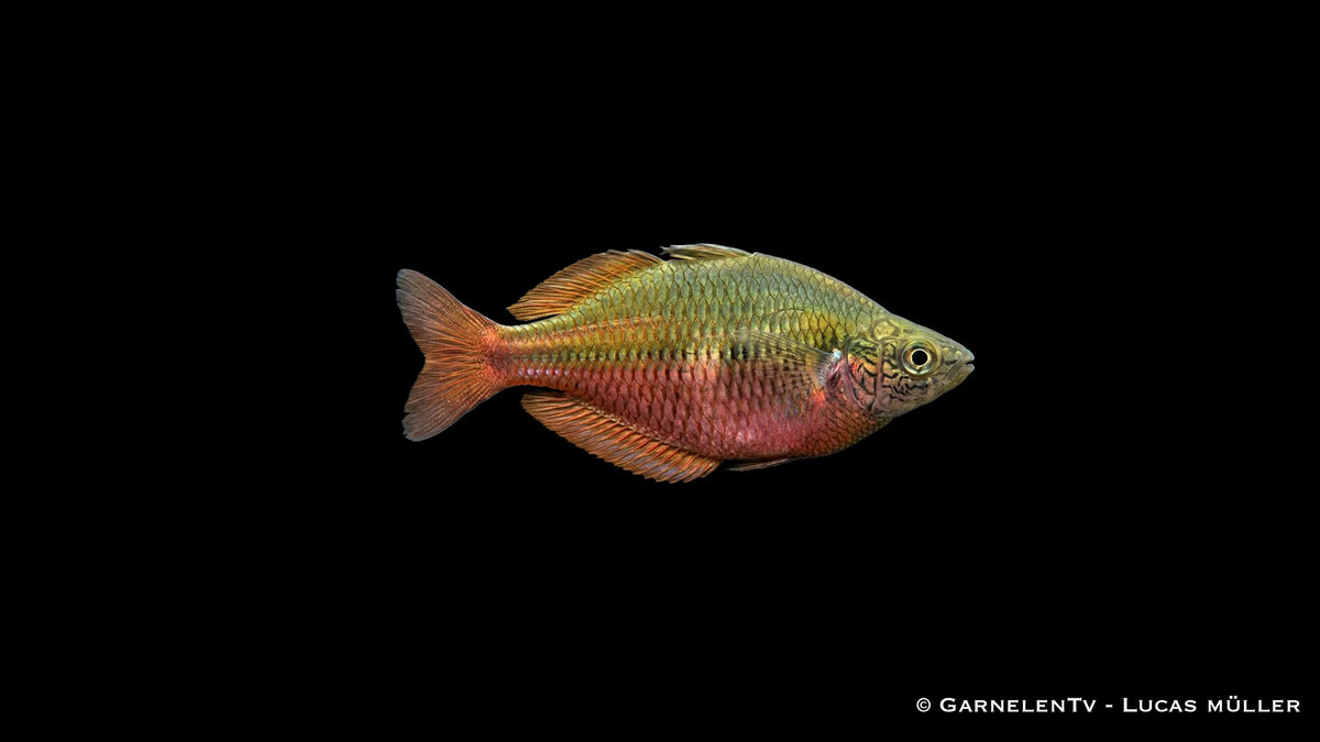 Blehers Regenbogenfisch - Chilatherina bleheri