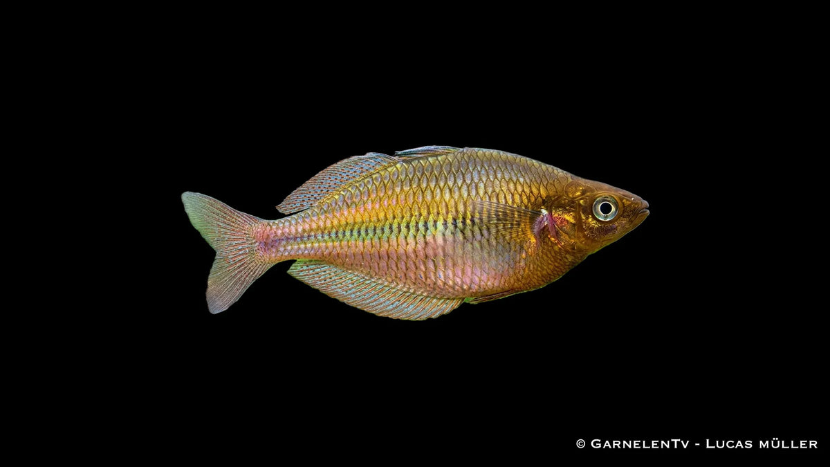 Blehers Regenbogenfisch - Chilatherina bleheri