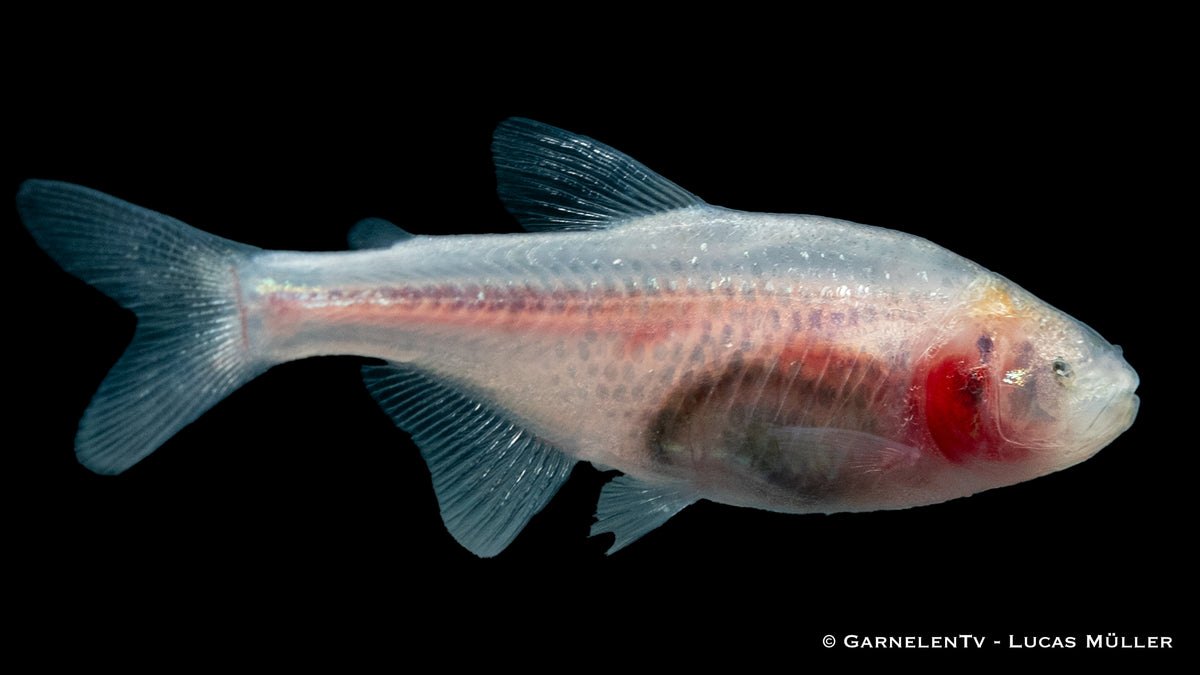 Blinder Höhlensalmler (Astyanax jordai) in Höhlenumgebung