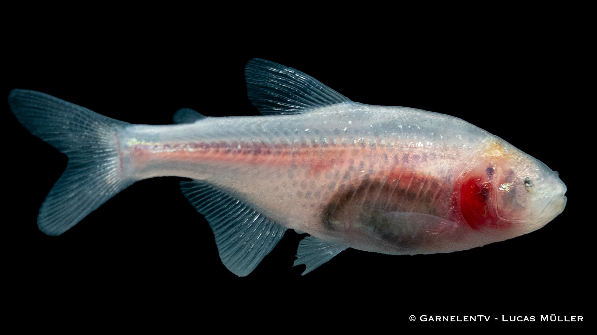 Blinder Höhlensalmler (Astyanax jordai) in Höhlenumgebung