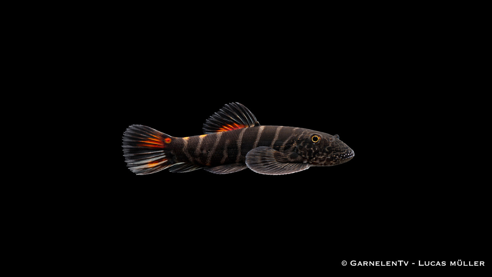 Bloody Mary Flossensauger - Gastromyzon sp. "Bloody Mary"