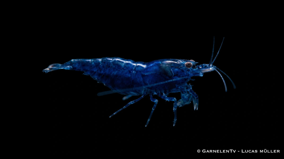 Blue Diamond Zwerggarnele - Neocaridina davidi