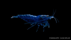 Blue Diamond Zwerggarnele - Neocaridina davidi