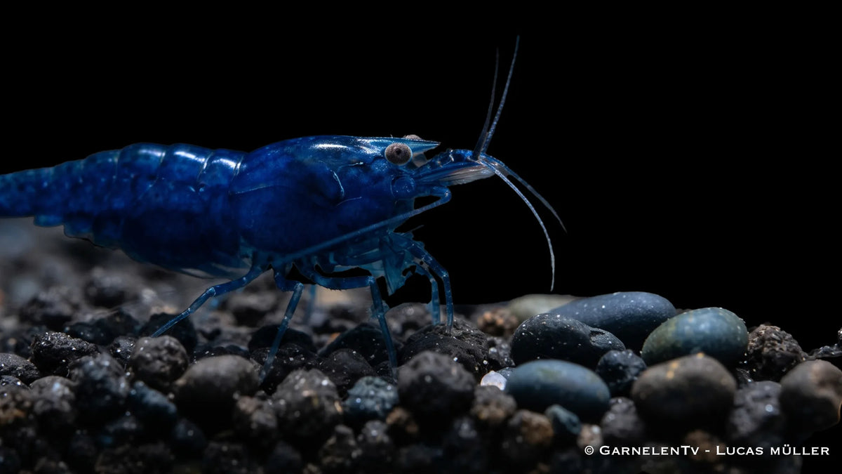 Blue Diamond Zwerggarnele - Neocaridina davidi