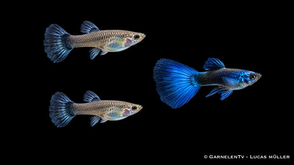 Guppy Blue Moskau Trio - 1 Männchen + 2 Weibchen - Poecilia reticulata