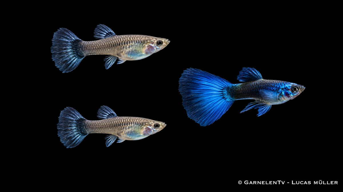 Guppy Blue Moskau Trio - 1 Männchen + 2 Weibchen - Poecilia reticulata