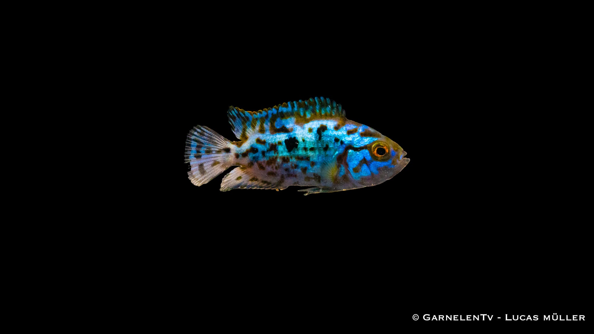 Blue Dempsey Rocio octofasciata im Aquarium