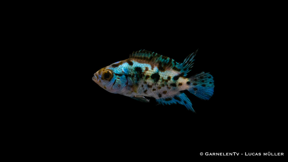 Blue Dempsey schwimmt durch das Aquarium